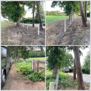 Japanseduizendknoop Voor en Na