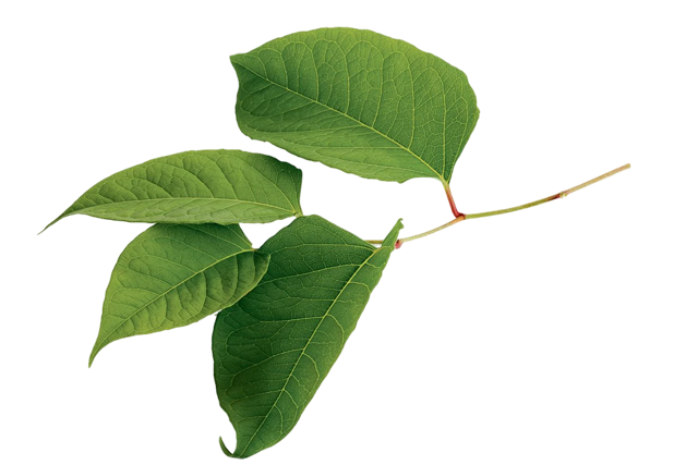 Bestrijden Japanse Duizendknoop Grote Oppervlaktes