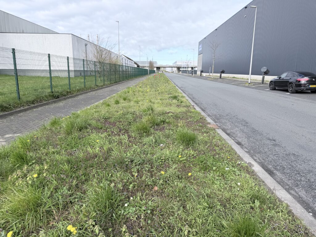 Bestrijding van Japanse duizendknoop in Bleiswijk